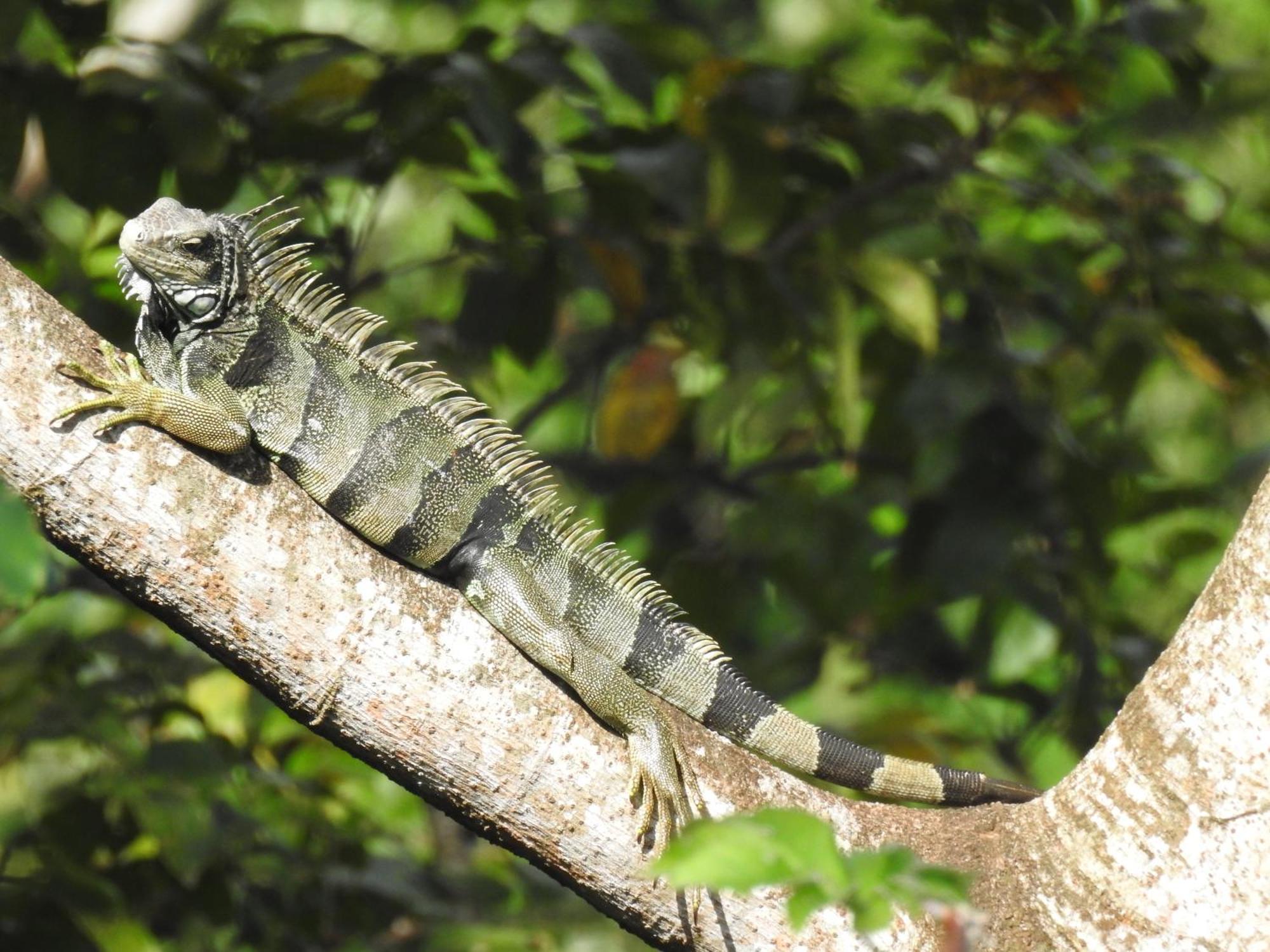 ホテル Vista Caribe ポルトベロ エクステリア 写真
