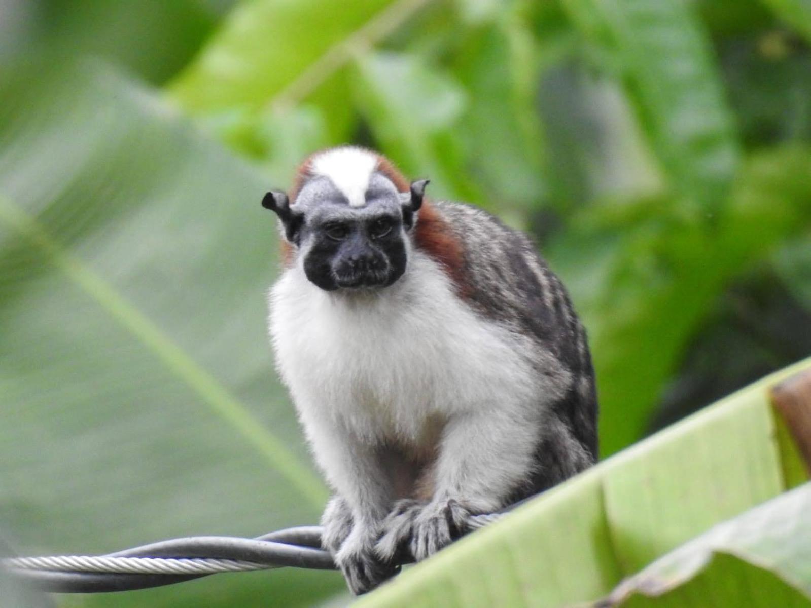 ホテル Vista Caribe ポルトベロ エクステリア 写真